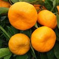 Mandarin Corsica No.2